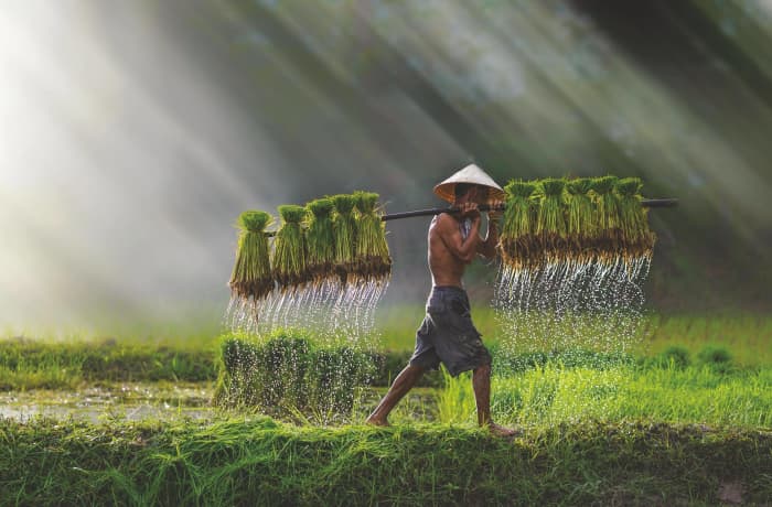 Thanks in part to its adaptability to different climates and versatility as a source of food, rice can be described as the single crop that has fed a greater number of people on this planet than any other.