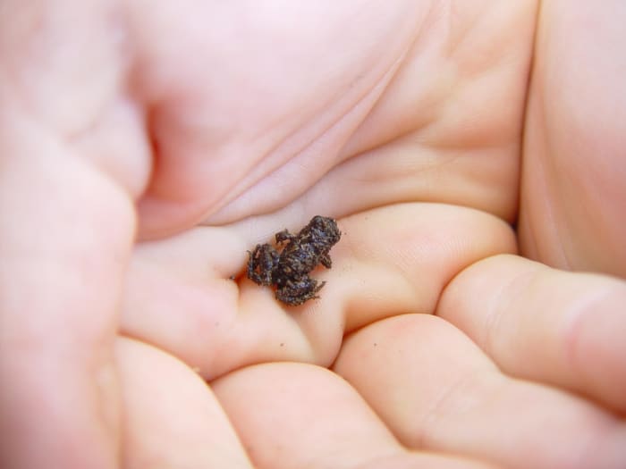 This frog is not a Gardiner's frog, this frog is just slightly bigger than a full grown Gardiner's frog.
