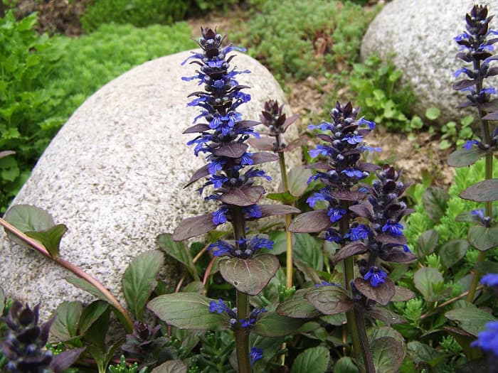 How To Grow Bugleweed, An Attractive Groundcover - Dengarden