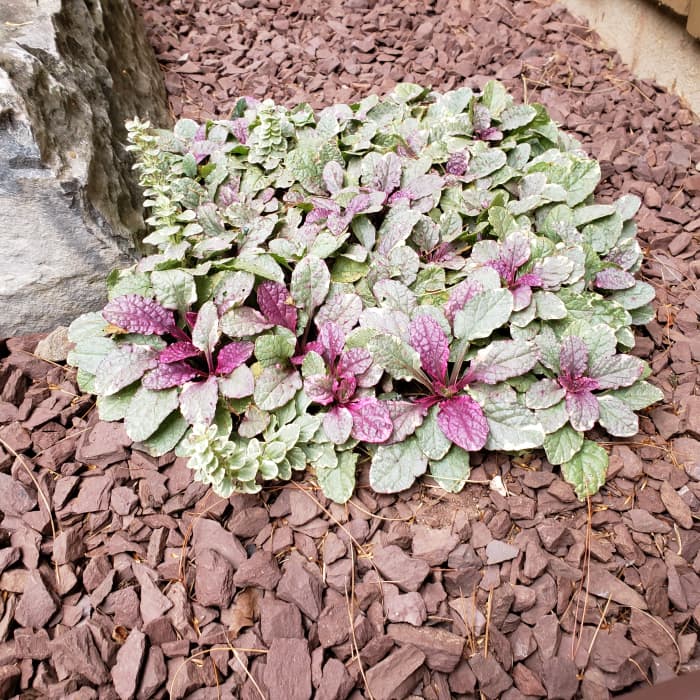 How to Grow Bugleweed, an Attractive Groundcover - Dengarden