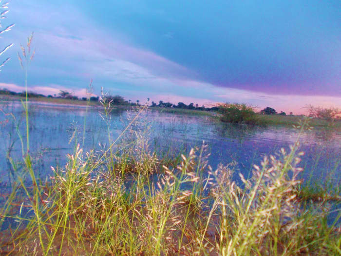 This is an image of the Oshana during the rainy season in Namibia. The image was taken North of Oshakati in a village called Onepungu in the Northern parts of Namibia. The Northern regions of Namibia are surrounded by the Oshanas.