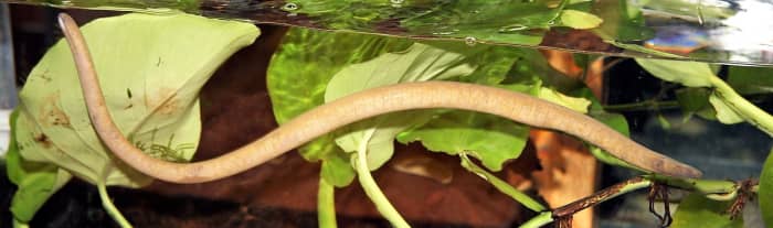 An aquatic caecilian (Typhlonectes natans)