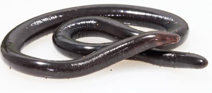 Some people might think that this female Caecilia pulchraserrana is an earthworm until they notice its eye.
