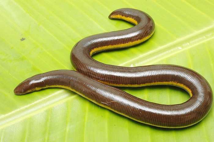 Caecilians Strange Amphibians That Look Like Earthworms Owlcation