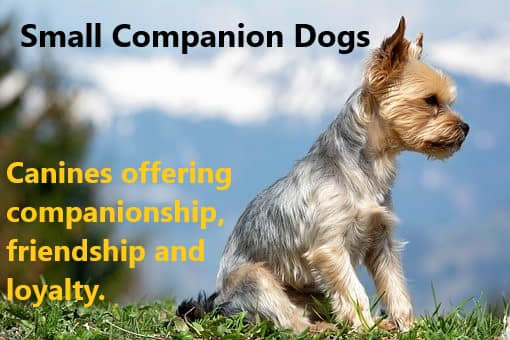 We all seek companionship, and dogs are no different in this regard. They are social animals who will try to find their place within your family. | Source