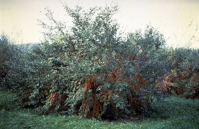 Autumn olives shade out the native plants due to their size and the fact that they leaf out early in the spring and retain their leaves until well into the fall.