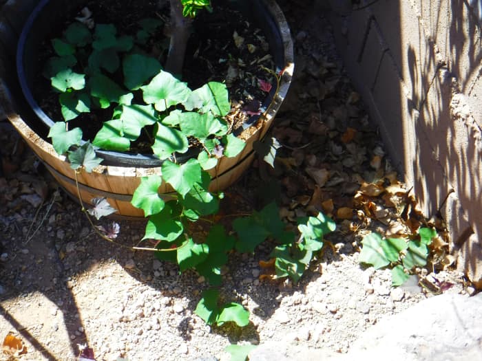 This lovely sweet potato vine that's taking over my sunken garden is from a neglected sweet potato from the pantry.