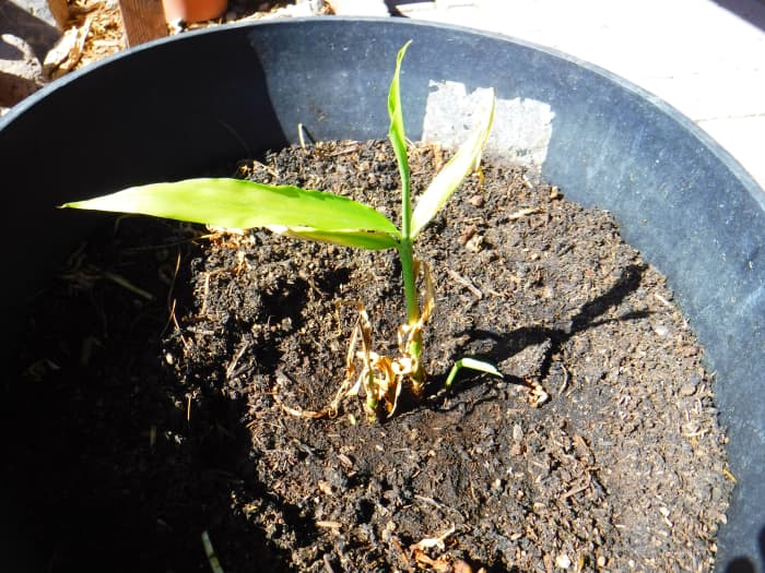 It's had a rough start thanks to hungry rodents, but this zombie ginger plant from a ginger root from the produce section is regrowing.