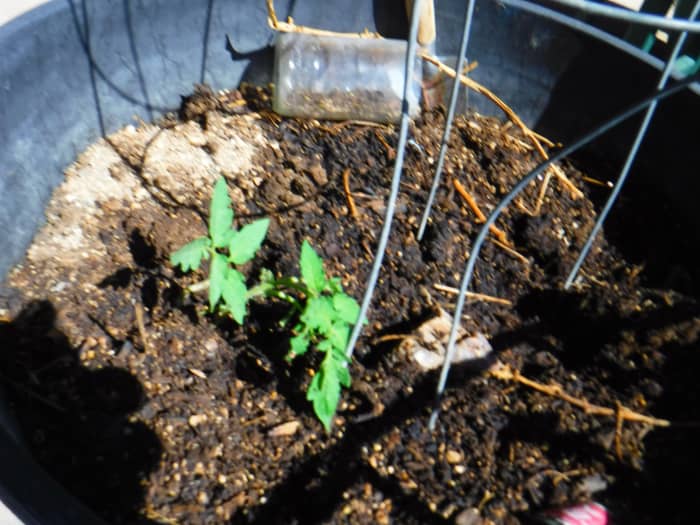 Tomatoes of unknown "surprise" variety growing from saved seeds. The cut bottle in the background serves as a miniature hothouse on cold nights.