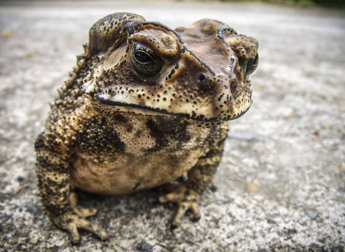 "Sputi il rospo" translates to "spit out the toad" and is the Italian equivalent to "spill the beans."