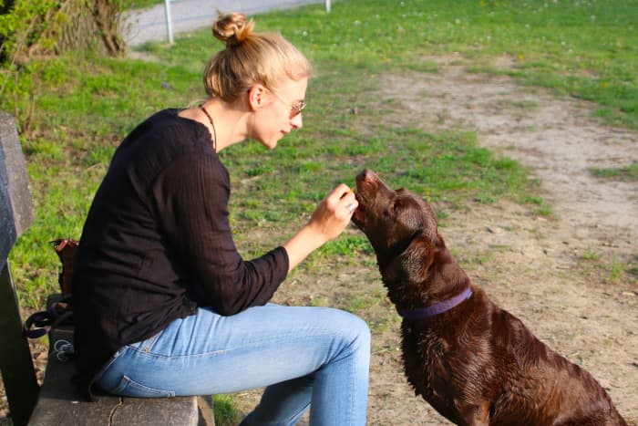 With patient care, many dogs recover well from a stroke and continue to lead full lives.
