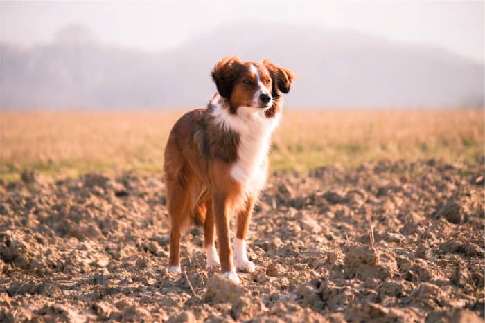 Advances in veterinary medicine are revealing that strokes are more common in dogs than previously thought.