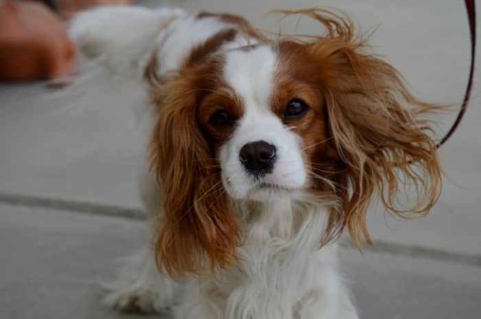 Breeds such as Cavalier King Charles Spaniels and Greyhounds are thought to be more prone to strokes.