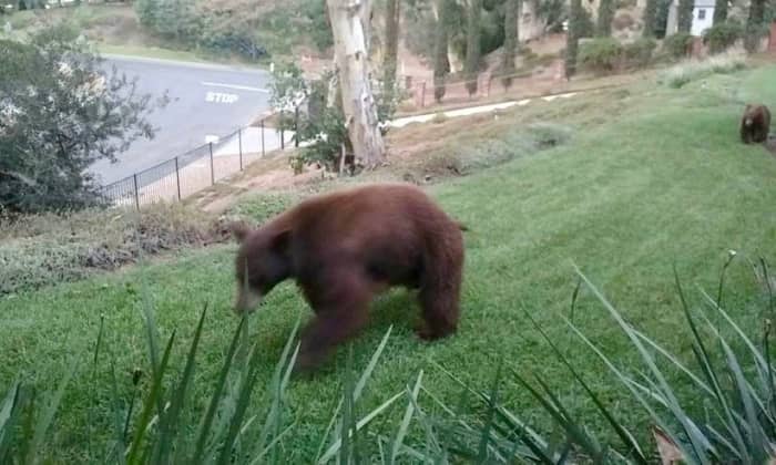 This black bear, roaming through the neighborhood of Arcadia, is actually a cinnamon color, rather than black. She's being followed by two cubs.
