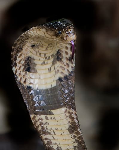 The Top 10 Deadliest Cobras in the World - Owlcation