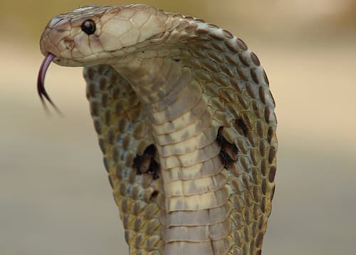 The Top 10 Deadliest Cobras In The World Owlcation