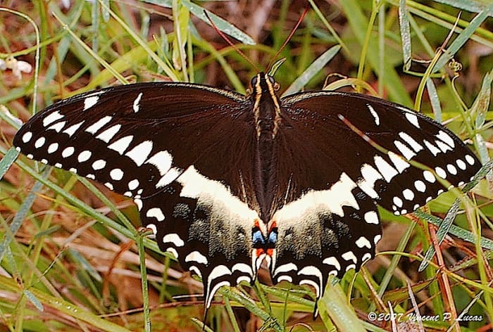 This butterfly is one of the many creatures that have found a home in the Florida Panther National Wildlife Refuge.