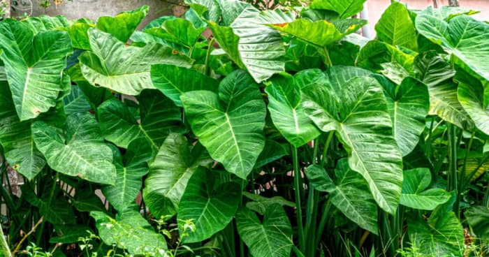 Vegetarian Laing (Filipino Taro Leaves in Coconut Milk) Recipe - Delishably