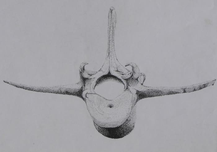 Pointillist Drawing of a lamb spinal section of the back showing detailed dots expressing nice subtle form.