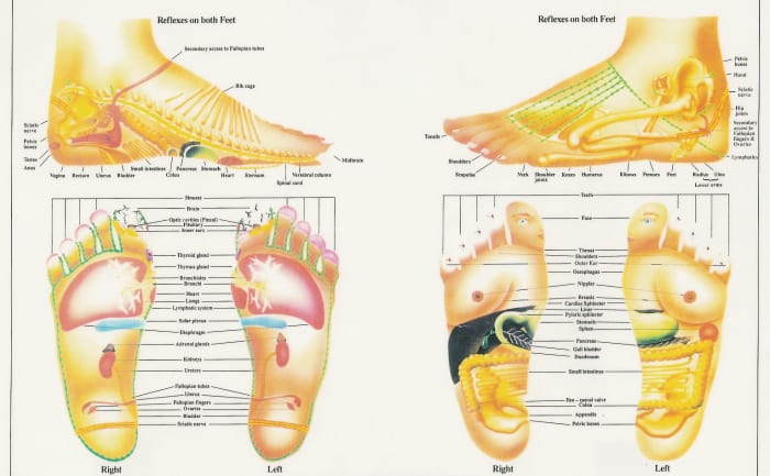 Here's a very detailed explanation of the Reflexology Chart -- practitioners believe that 7200 nerve endings in the foot correspond to many different areas and regions of the body (Created by: Chris Stormer www.alwaysb.com)