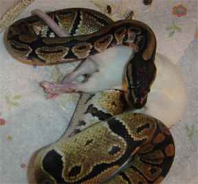 Freshly killed rat. My python is trying to find the head. He bit the rat on the back leg; you can see the bite in this picture.