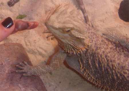 Image showcasing Feeding Your Snake Frozen Mice and Rats - HubPages