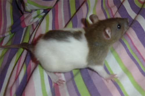 This little girl had severe Upper Respiratory Infection due to unsanitary conditions at the petstore. After seeing the vet, she died later the same day.