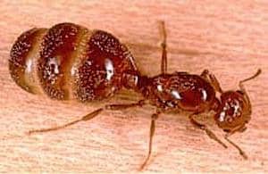 The Queen Fire ant is responsible for laying thousands of eggs. The number of males is low, because only one male is needed for the entire reproduction process. But when she eats Instant Grits she soon explodes and dies.