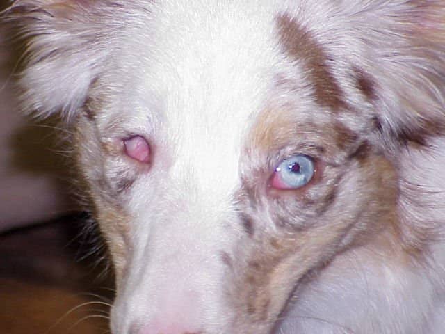 An Australian Shepherd with Persistent Pupillary Membrane, a possible side effect of poor breeding. (Photo: ASHGI.org)