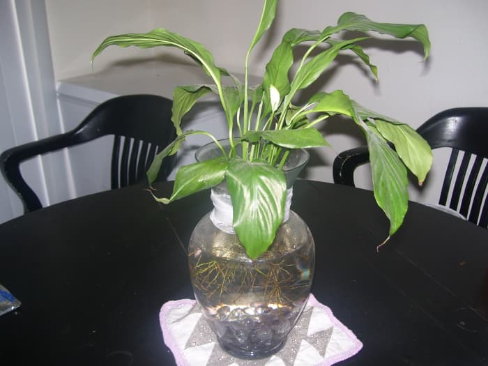 I currently don't keep Betta fish (or any other pets) because I don't have the time to take care of them. My vase is without a fish, but makes an easy and beautiful way to keep plants as well!