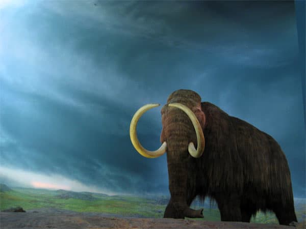 The Wooly Mammoth has been extinct since 1,700 B.C. but its genetic copies may one day live again, if cloning works.