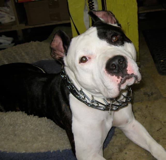 This gorgeous dog's owner cropped his ears poorly with a pair of scissors. Cropped ears should point straight up.