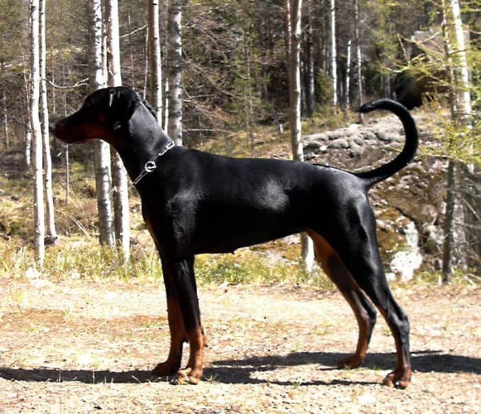 This first photo is of a natural Doberman Pinscher, sometimes considered unrecognizable because of its drastically different overall shape.