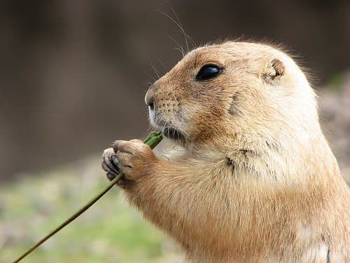 Prairie Dogs: Keystone Species of the Plains - HubPages