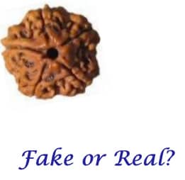 How to find if a Rudraksha Bead is Genuine or Fake? There are Tests to check the authenticity of Rudraksha beads.