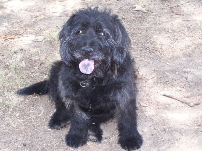 Puppy doesn't look much like a Schnauzer dog here. But when he is groomed properly, he looks a lot like a Schnauzer. And Puppy definitely has the Schnauzer wiry coat and personality.