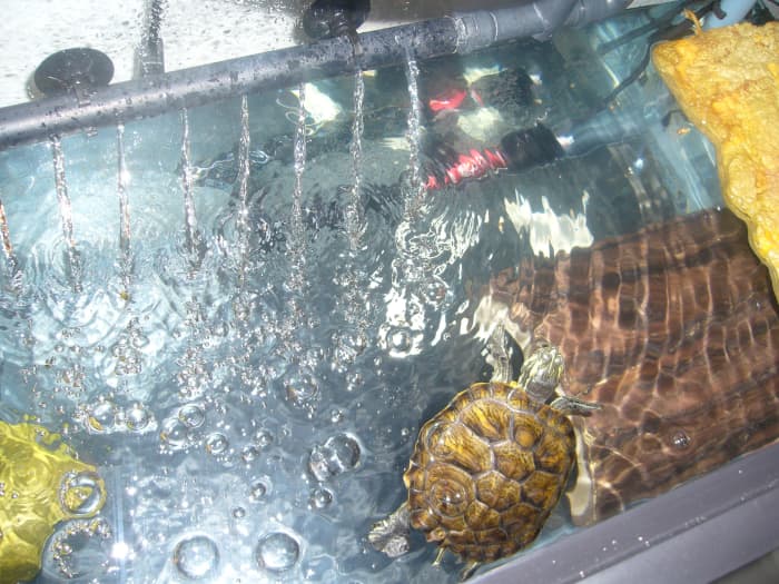 Caring for Water Turtles - HubPages