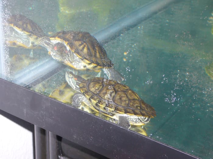 Caring for Water Turtles - HubPages