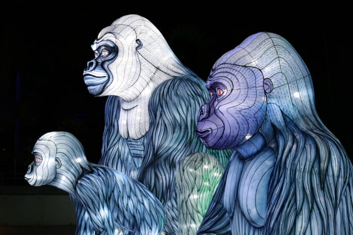 We resemble apes because we evolved from a common ancestor. Greys have many physical similarities with humans. Does this mean we are related somehow?