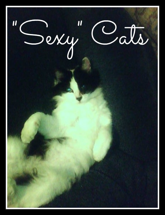 This is my cat Zorro's sister Perdy letting it all hang out! I told her not to sit this way but she doesn't listen to me....... Source: Dorsi Diaz