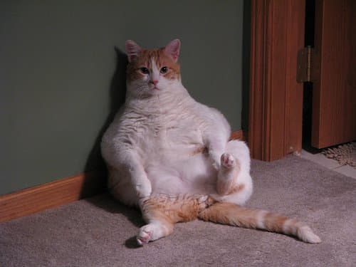 One of Jens favorites (InpsirePub) This cat epitomizes the meaning of sexy, don't you think?