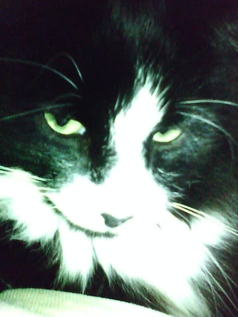 I got lucky one day and got this exceptional picture of my cat- very sexy kitty wouldn't you say?