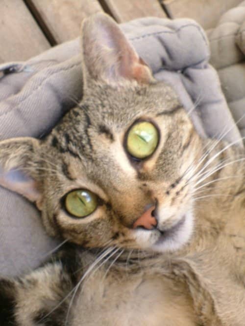 This cutie pie definitely has lots of sex appeal (photo courtesy of the Bard Of Ely)