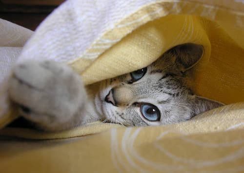 This picture was sent in by Jen (InspirePub) Although this is not her cat, we felt this cutie deserved an honorable mention.