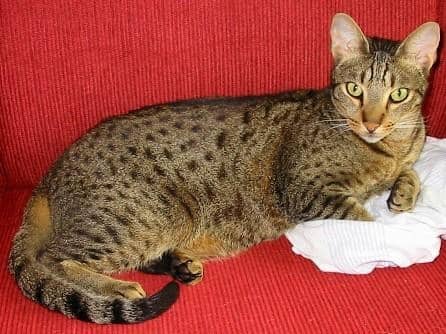 According to his mom, this is Boo's sexiest pose- Definitely got lots of sex appeal with those eyes! (photo courtesy of Susan K.)