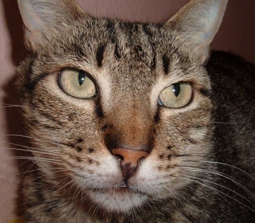 Can't you just see the wisdom in those eyes! Ely's cat definitely has it going on.