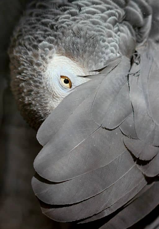 alex__the_famous_grey_parrot_has_passed_away