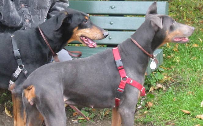 Two Dobermans with uncropped ears: one black & tan (left), the other blue (right) in their harnesses. Owned by David Fischer.