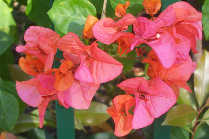 The bracts of this bougainvillea open copper, turn a deep cerise pink and fade, giving a multicoloured look to the plant.