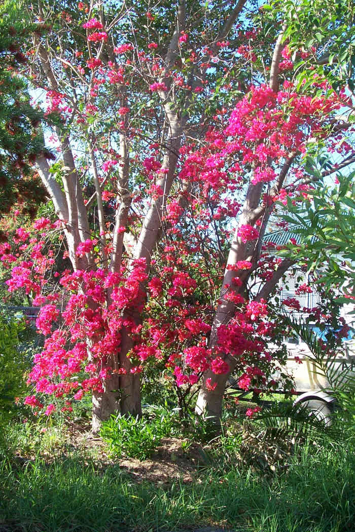 Bougainvilleas, a climbing plant and sometimes they just don’t want to stop climbing, as the pictures above shows!